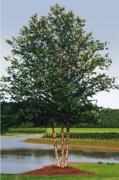 Betula nigra Dura Heat River Birch Tree for sale in Lebanon