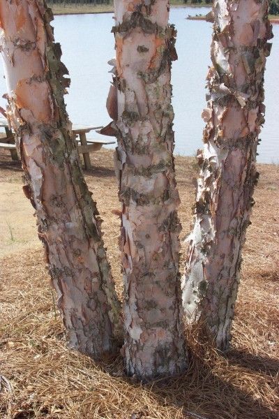 Betula nigra Dura Heat River Birch Tree for sale in Lebanon