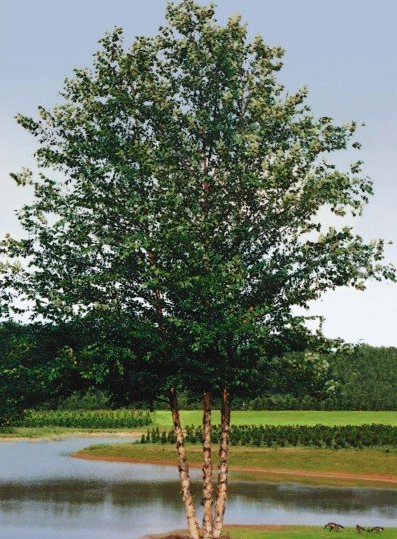 Betula Dura Heat River Birch Tree
