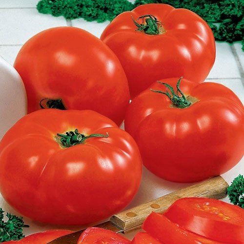 Big Beef Tomato Plants for sale in Lebanon PA