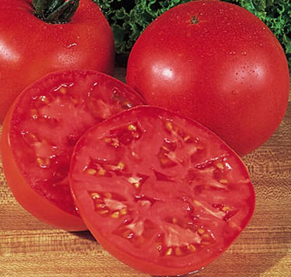 Big Boy Tomato Plants for sale in Lebanon PA
