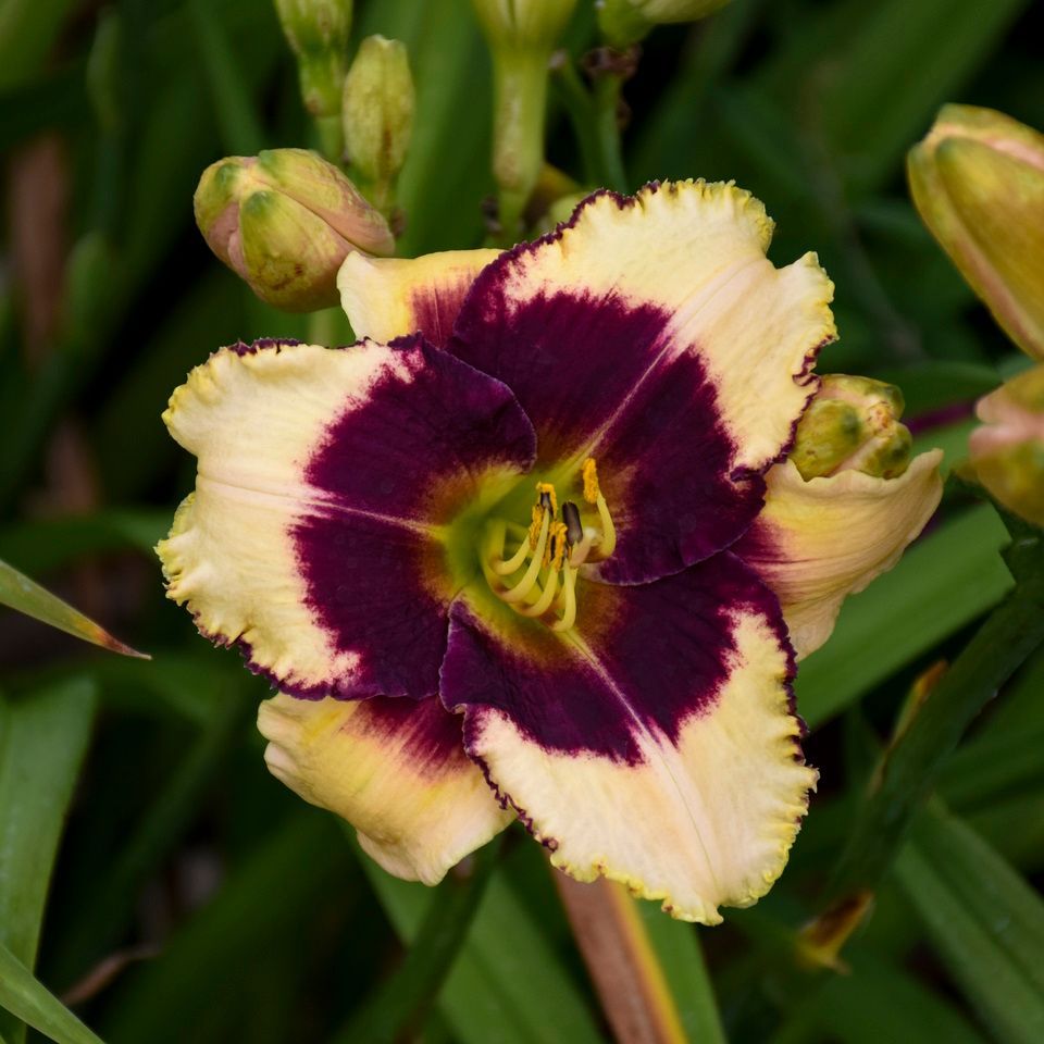 Hemerocallis Blackthorne Daylily perennial for sale in Lebanon