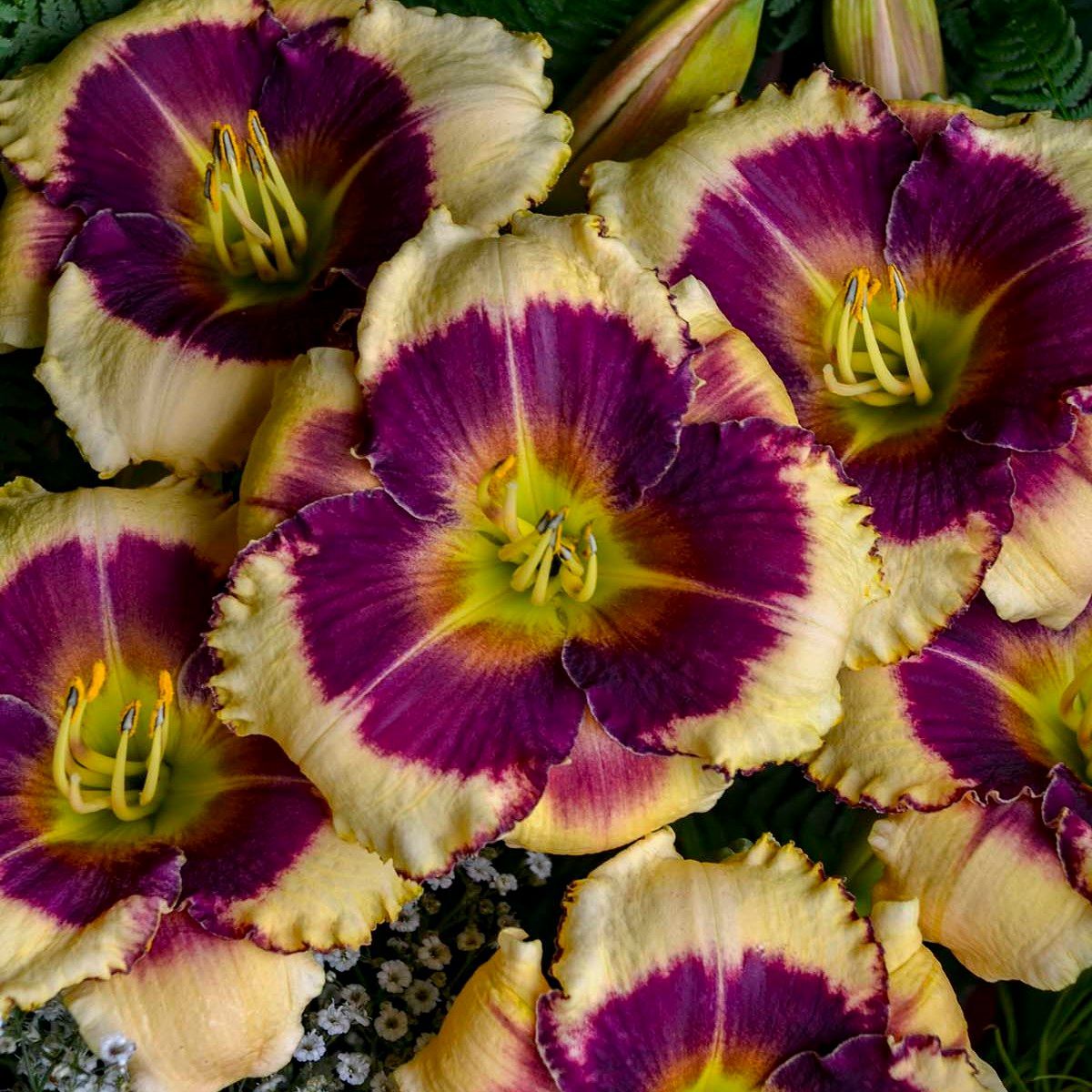 Hemerocallis Blackthorne Daylily perennial for sale in Lebanon