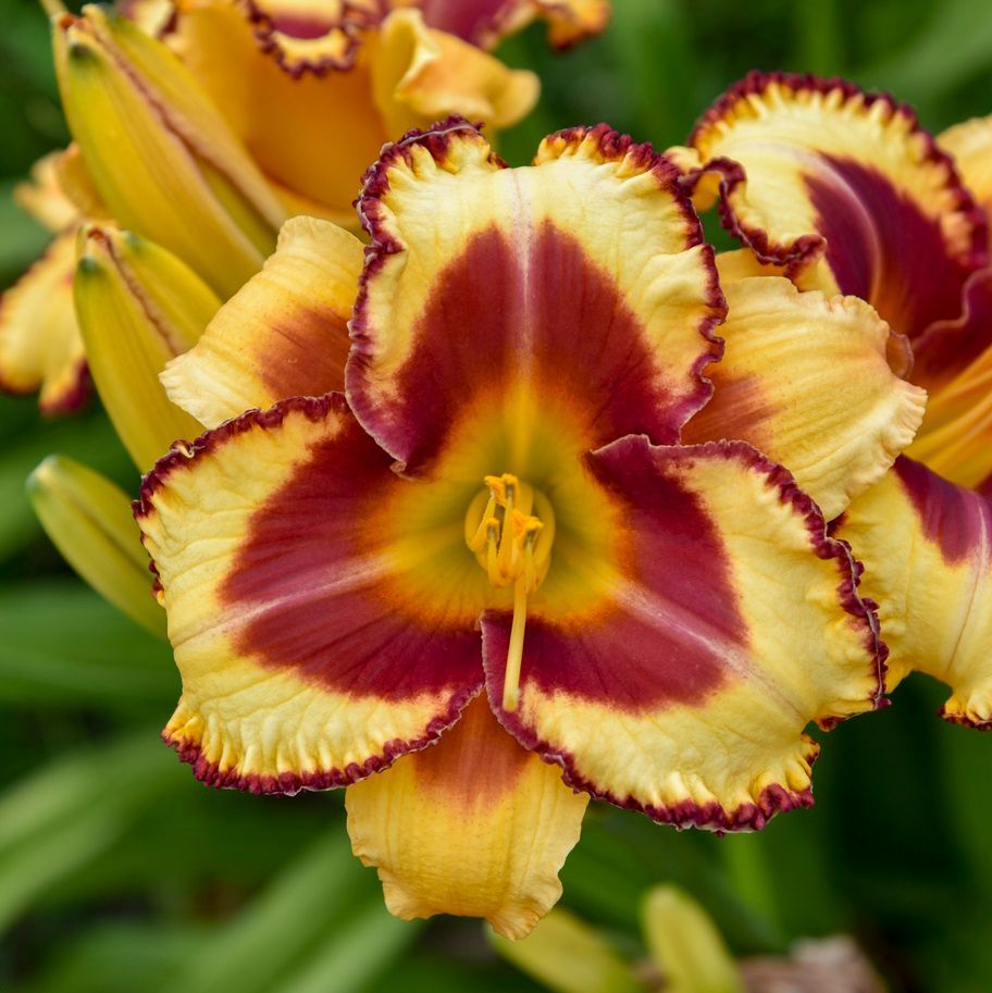 Hemerocallis Blazing Glory Daylily perennial for sale in Lebanon