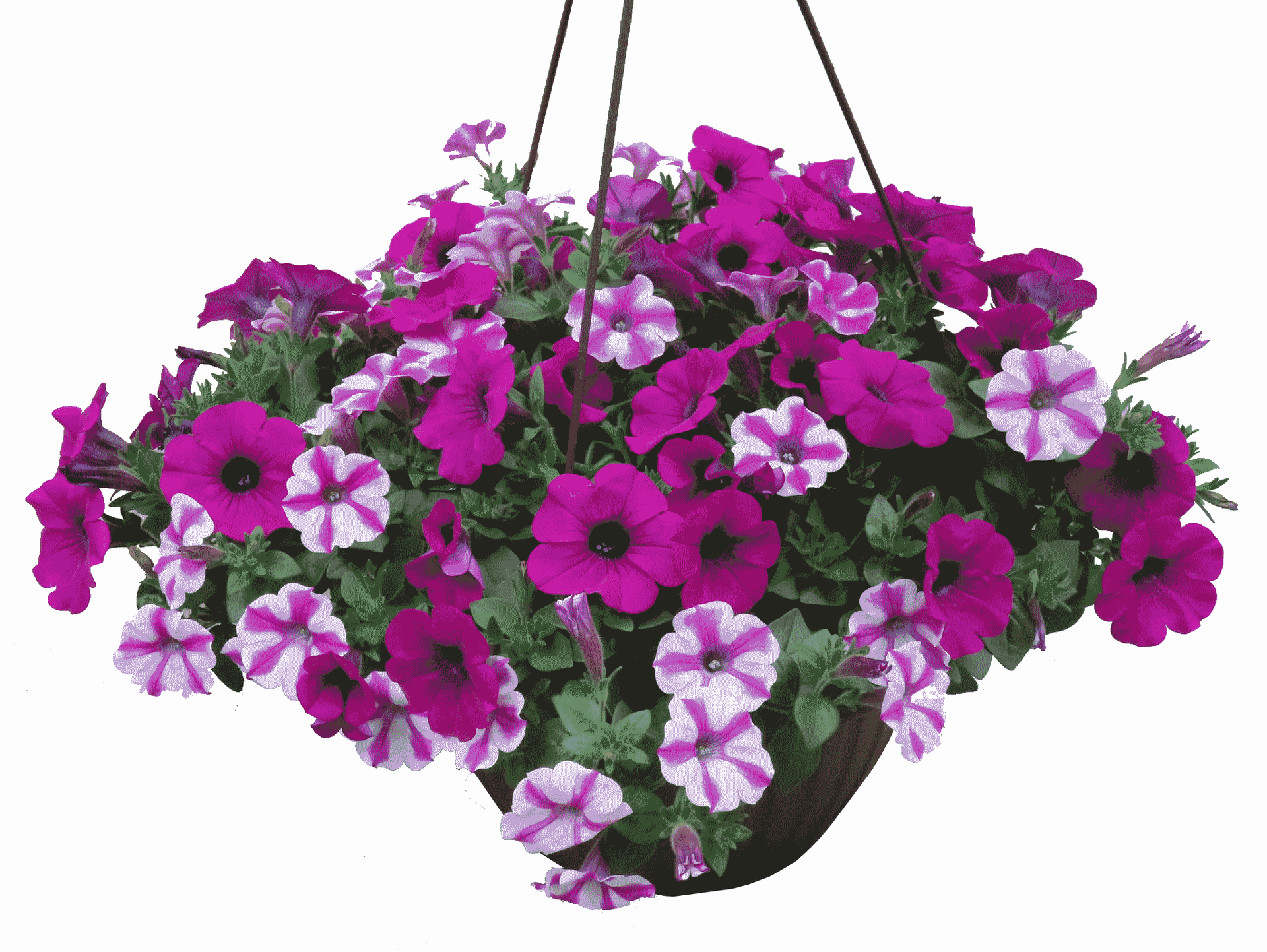 Petunia Mix Hanging Basket Flowers for sale in Lebanon PA