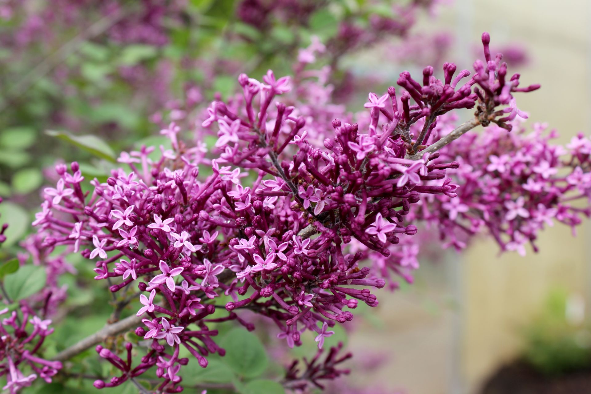 Bloomerang Dark Purple Lilac Shrub dwarf flowering bush for sale in Lebanon