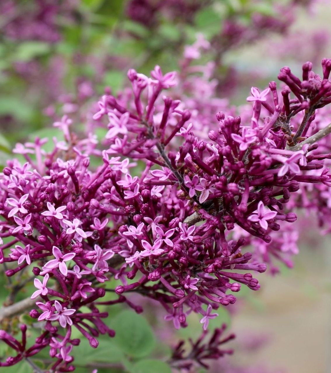 Bloomerang Lilac Tree Standard Syringa