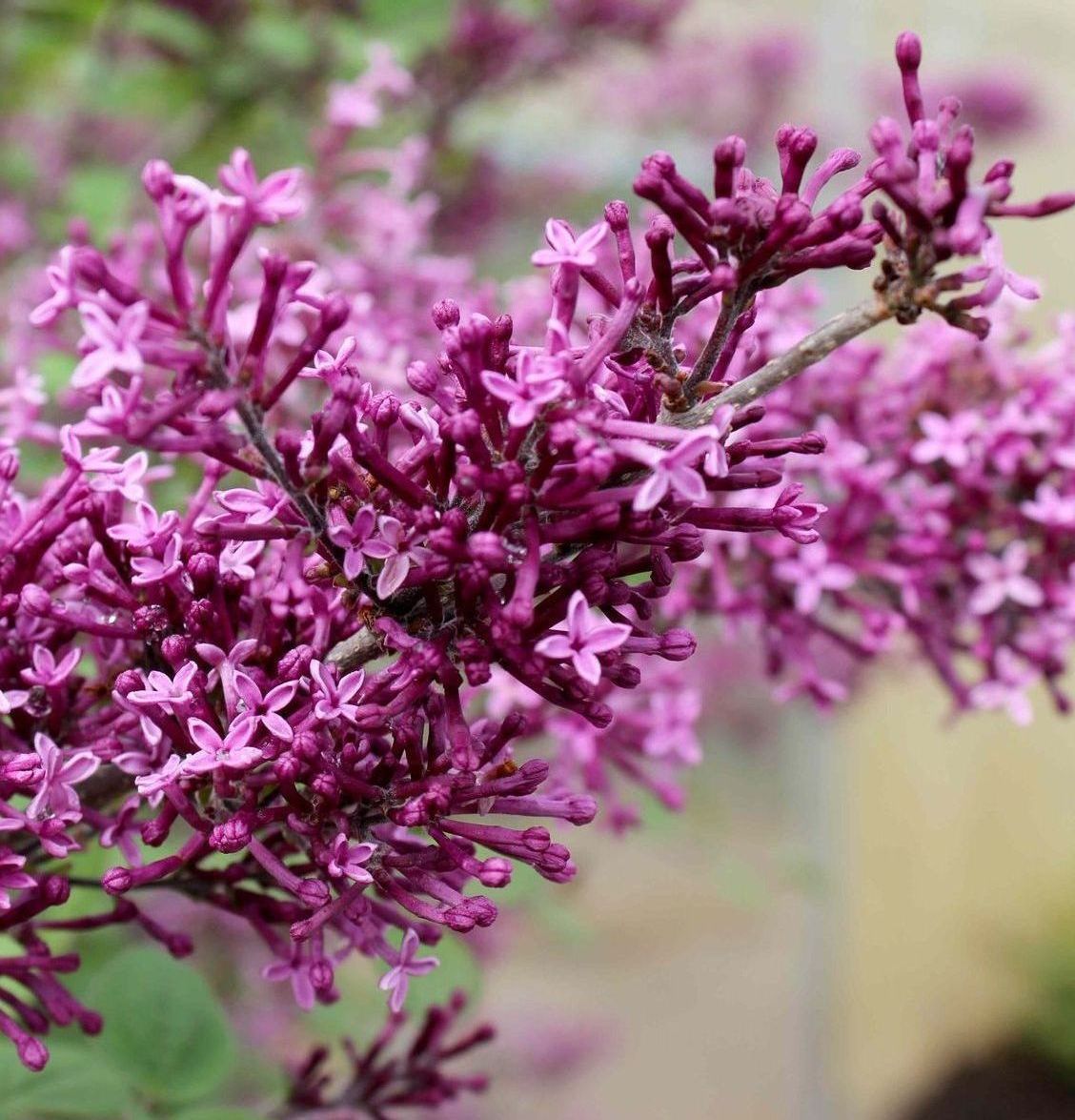 lilac Syringa vulgaris shrub bloomerang dark purple bush