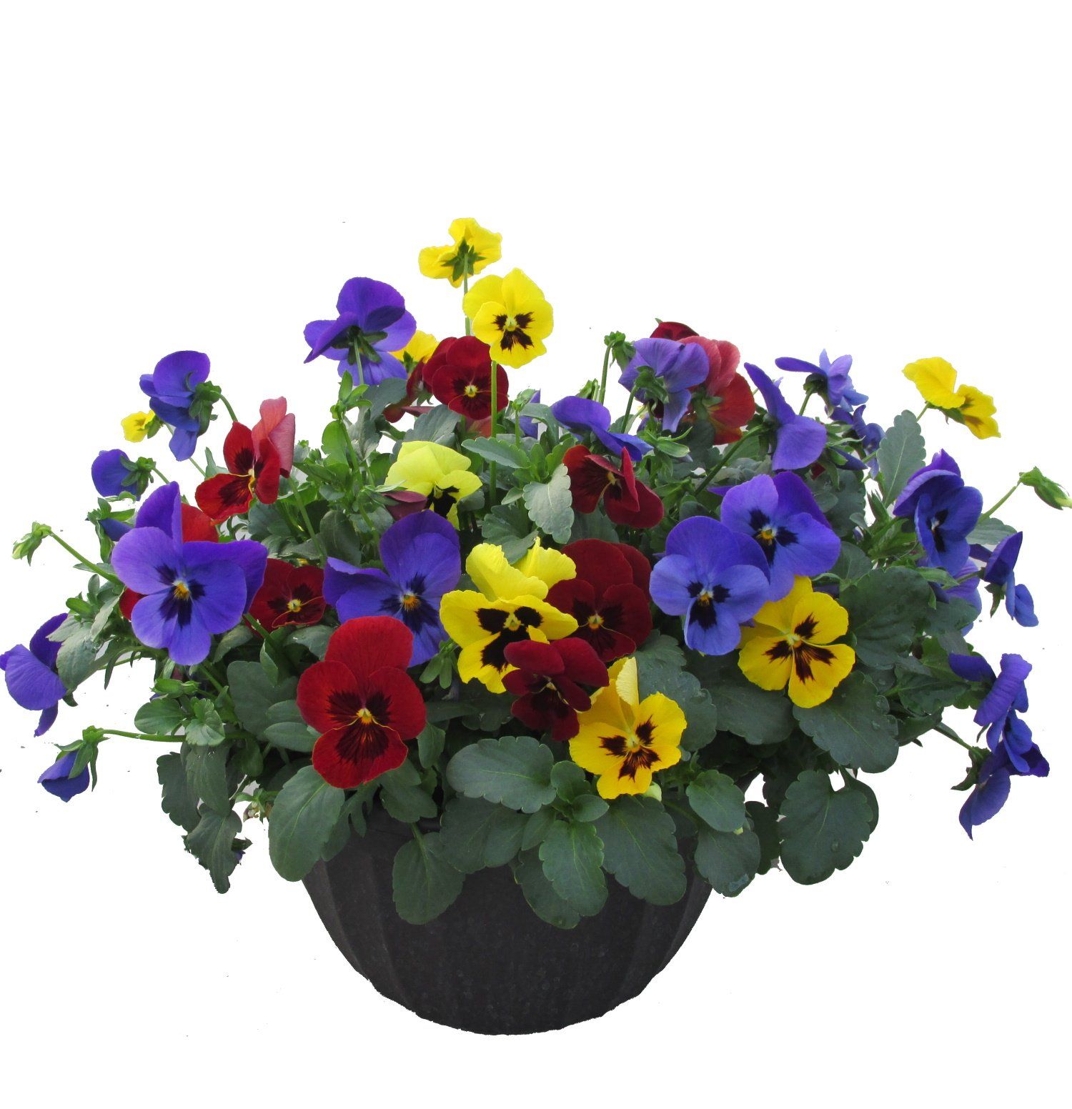 Spring pansy flowers for sale