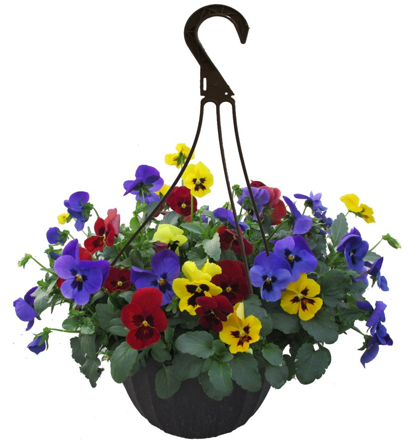 Pansy Flowers hanging basket for sale in Lebanon PA