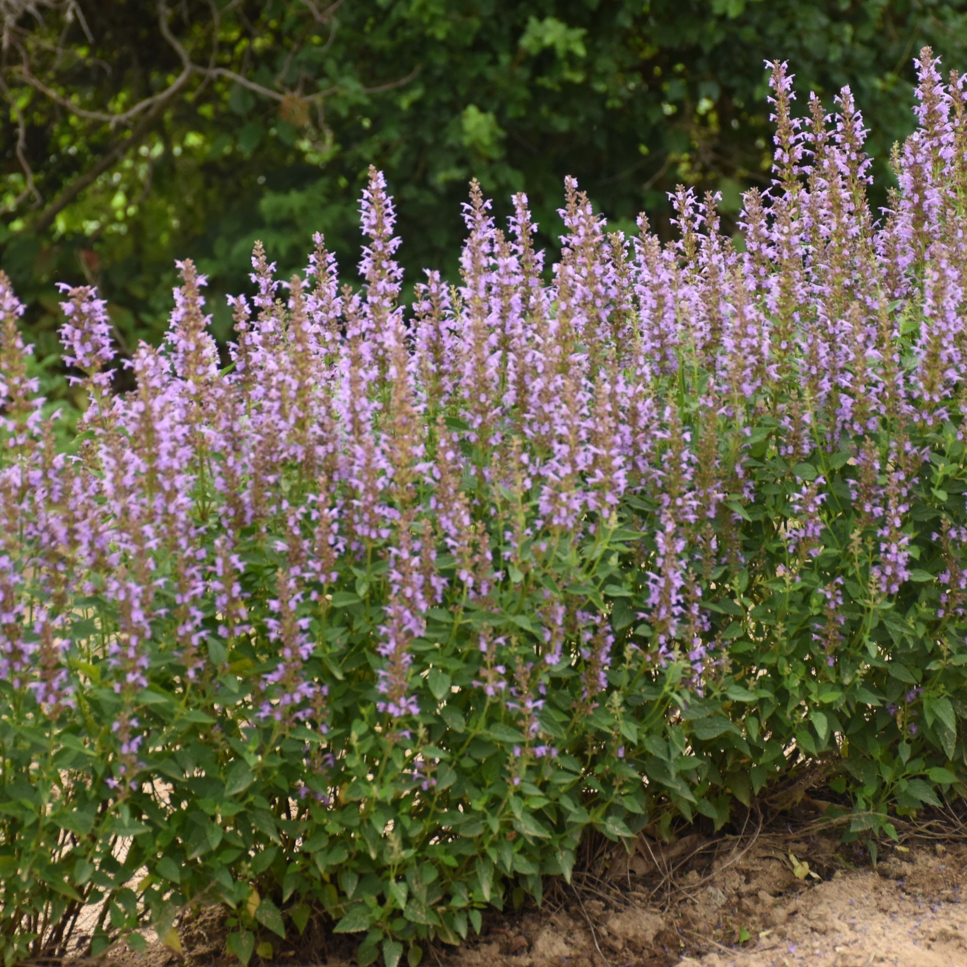 Agastache Blue Bayou Hummingbird Mint perennial for sale in Lebanon