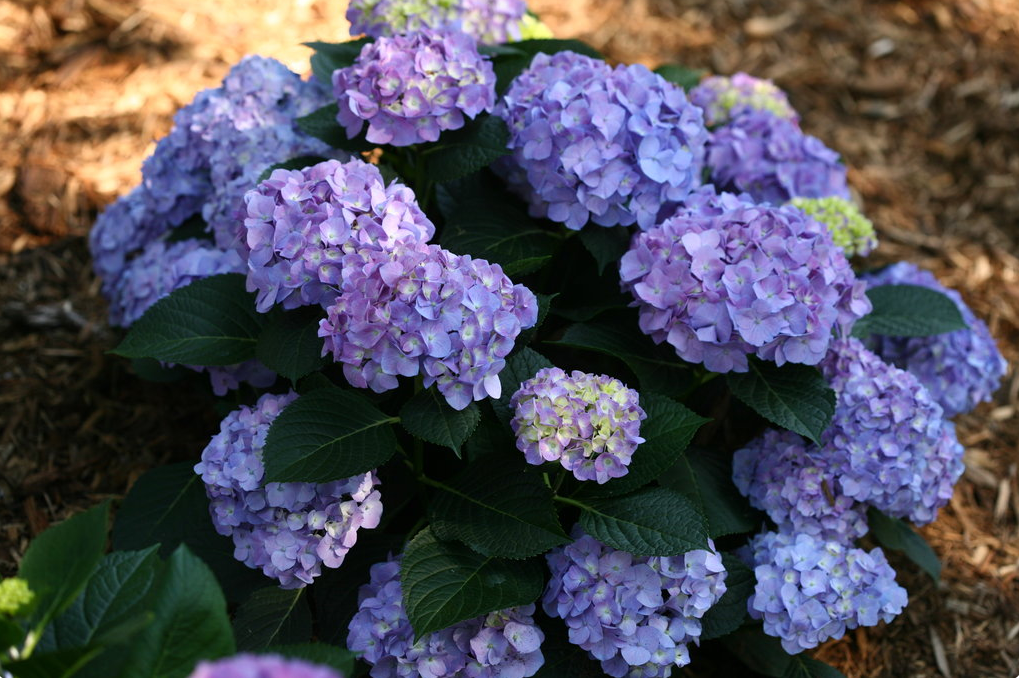 pw blue jangles lets dance Hydrangea Shrub dwarf flowering bush for sale in Lebanon