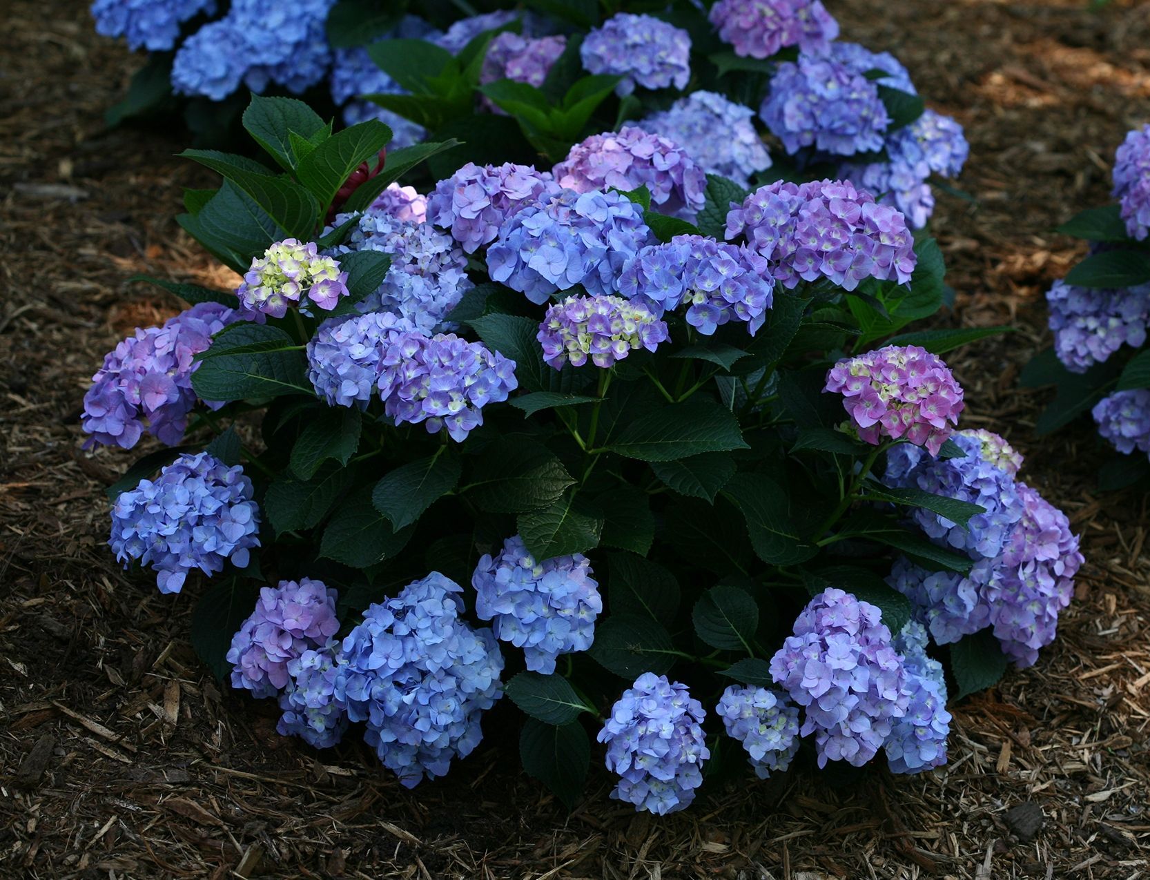 pw blue jangles lets dance Hydrangea Shrub dwarf flowering bush for sale in Lebanon