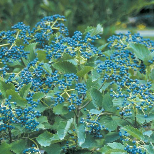 blue muffin viburnum bush flowering shrub for sale in lebanon