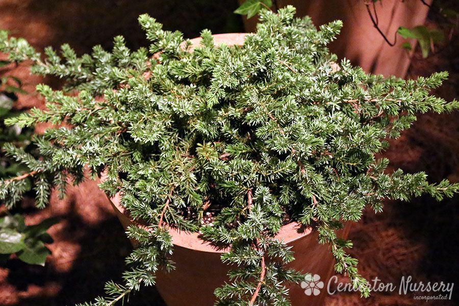 Juniperus conferta  Blue Pacific Juniper  shrub evergreen bush for sale in Lebanon