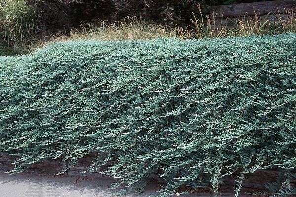 Juniperus horizontalis Blue Rug  Juniper  shrub evergreen bush for sale in Lebanon