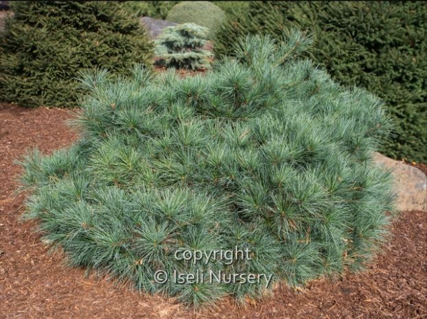 Pinus strobus Blue Shag Pine shrub dwarf evergreen bush for sale in Lebanon