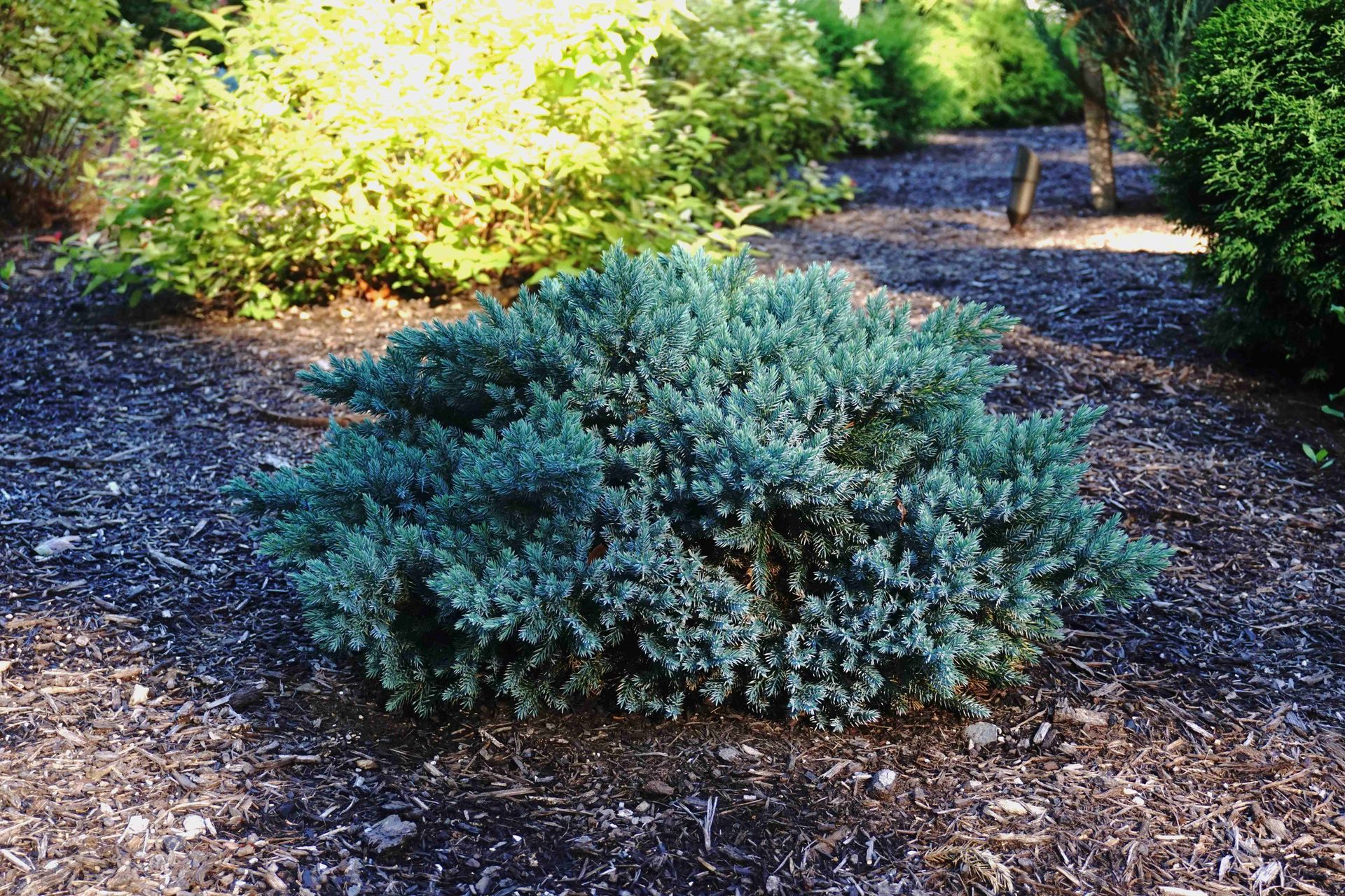 Juniperus squamata Blue Star Juniper  shrub evergreen bush for sale in Lebanon