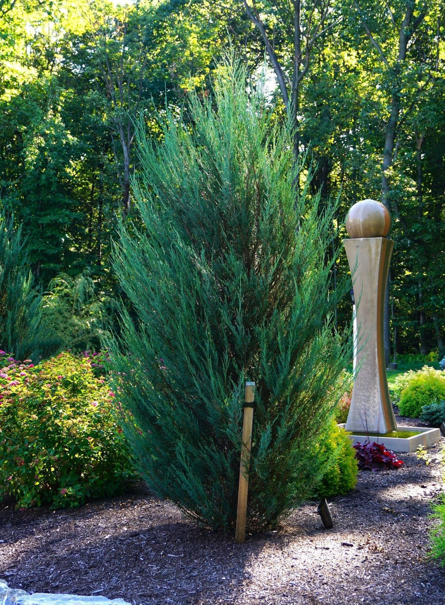 juniperus scopulorum blue arrow juniper shrub evergreen bush for sale in Lebanon