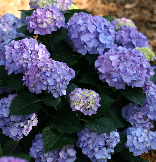 hydrangea mophead blue jangles lets dance macrophylla shrub bush