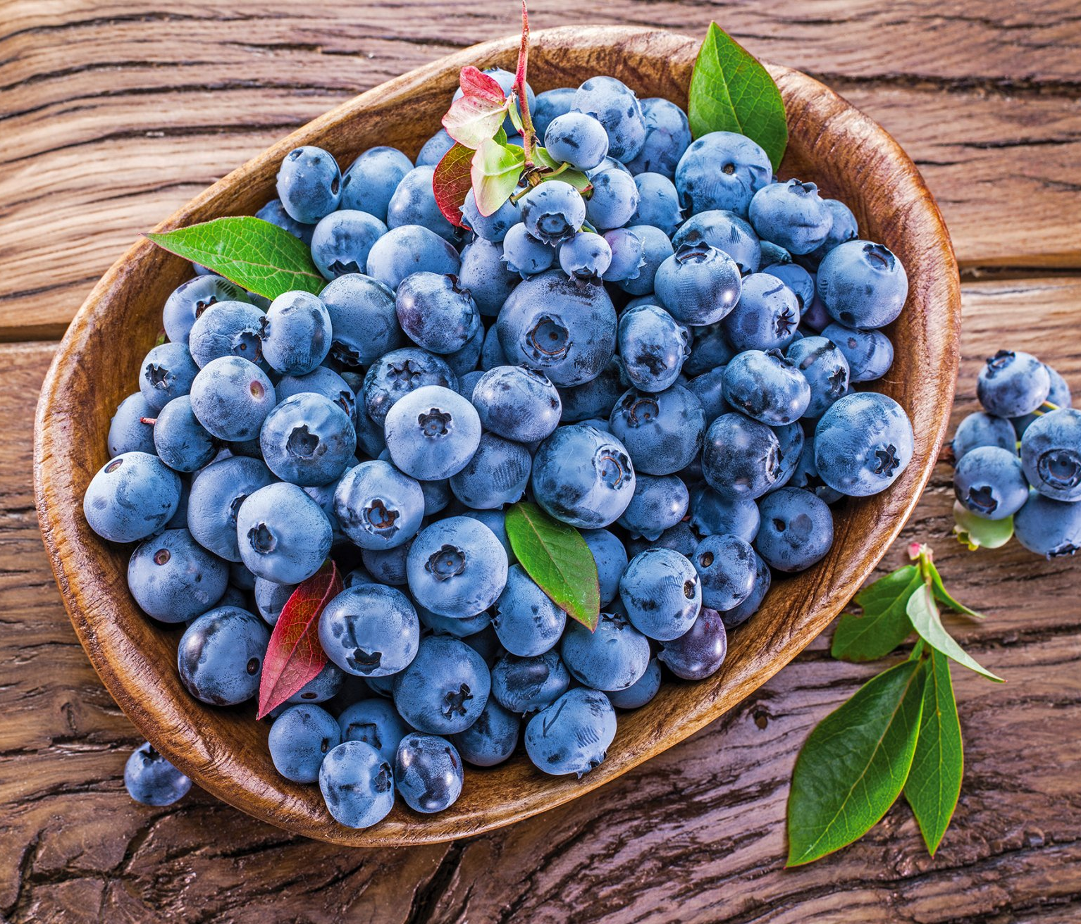 Blueray Blueberry Plants for sale in Lebanon