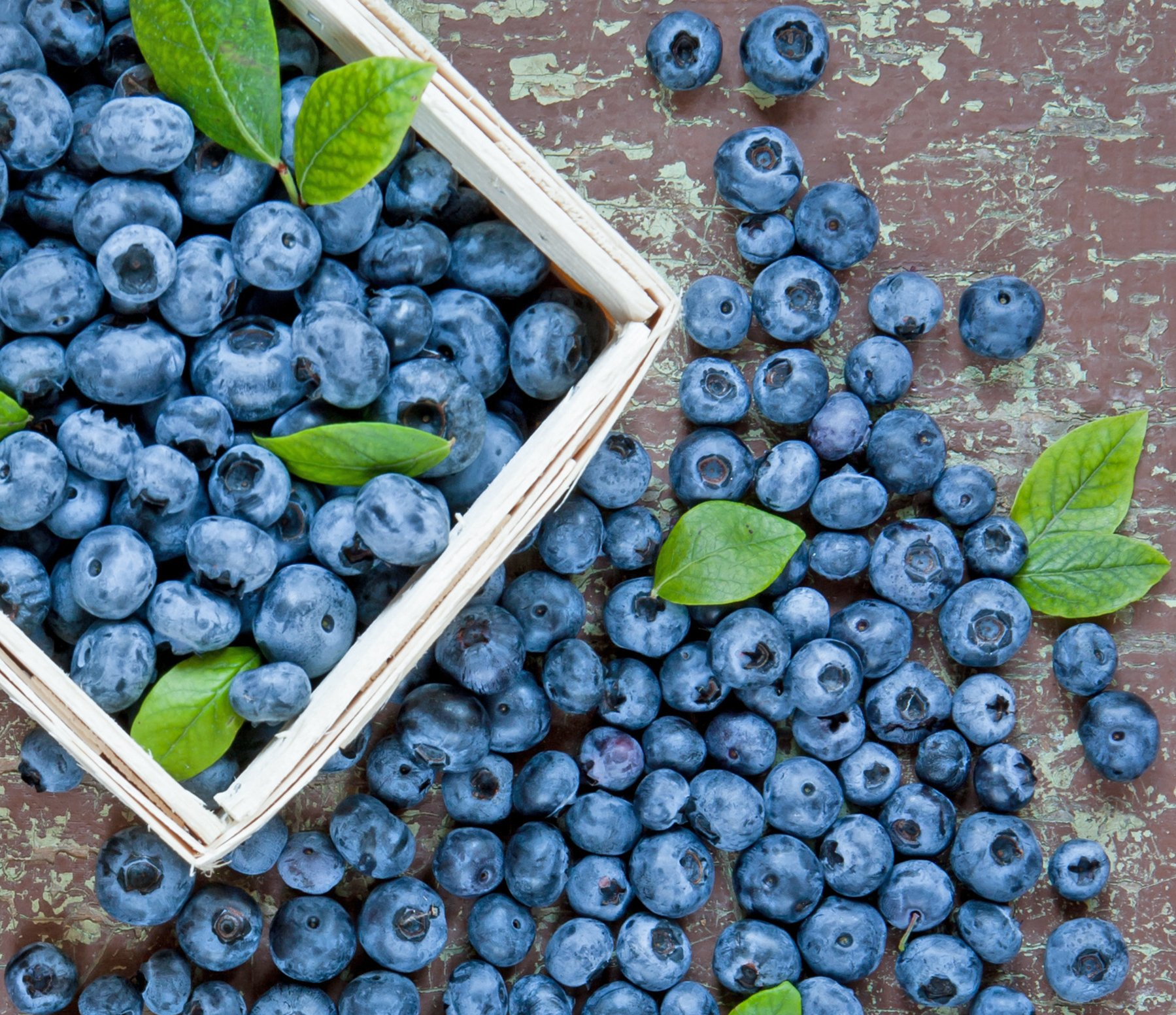 Duke Blueberry Plants for sale in Lebanon