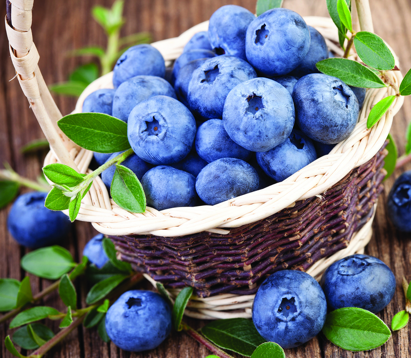 Northland Blueberry Plants for sale in Lebanon