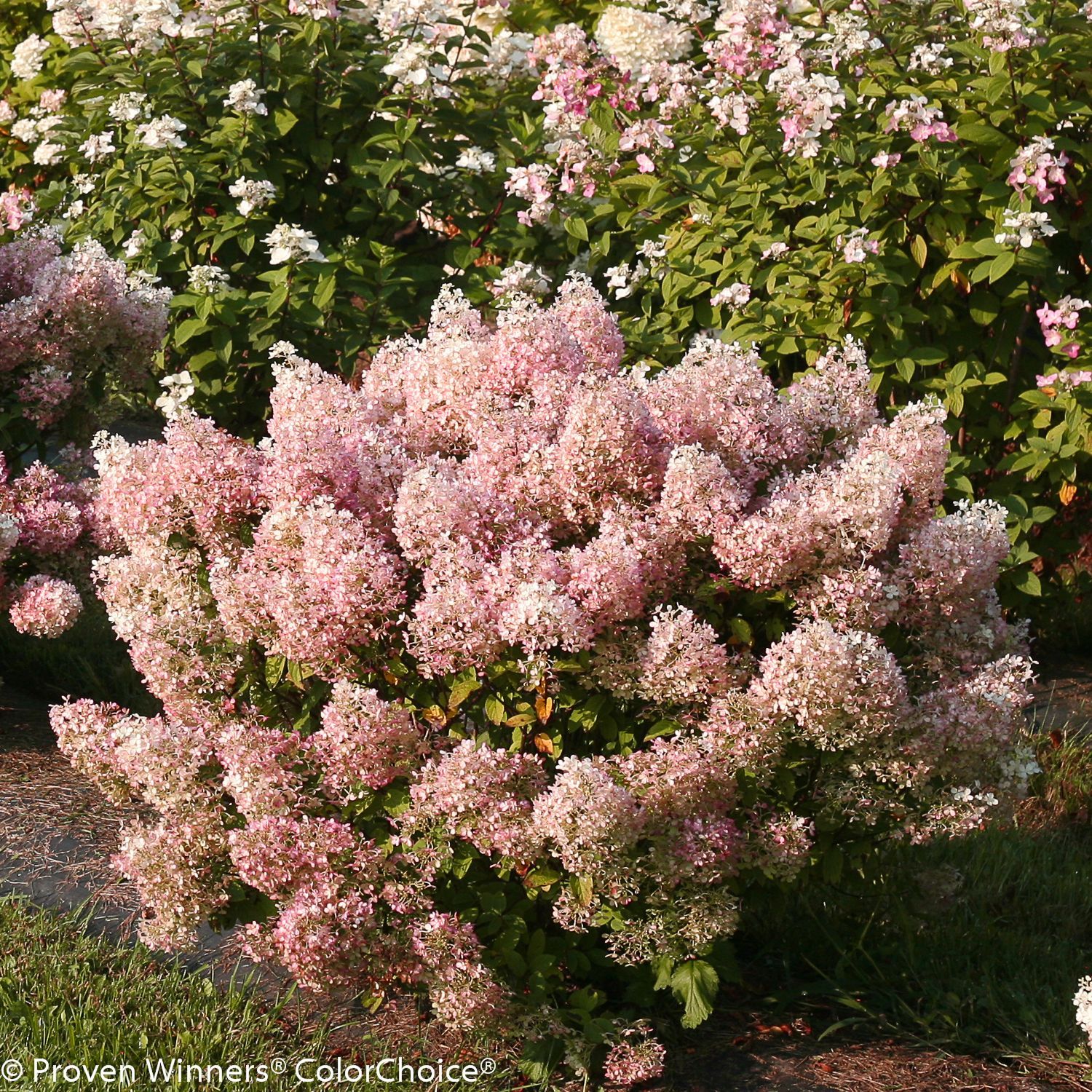 Panicle Bobo Hydrangea Shrub dwarf flowering bush for sale in Lebanon
