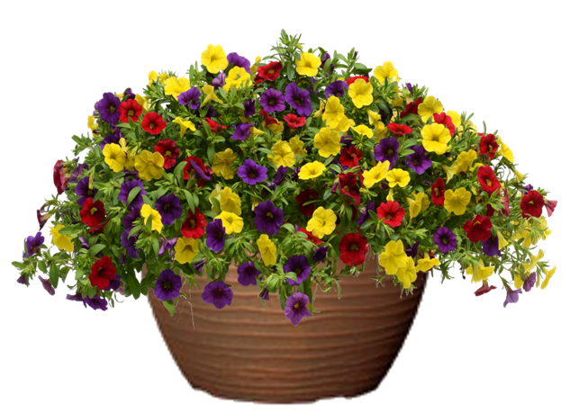 Calibrachoa Hanging Basket flowers for sale in Lebanon PA