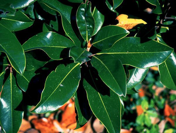 Magnolia grandiflora Bracken's Brown Beauty Magnolia Tree for sale in Lebanon