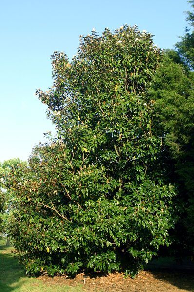 Magnolia grandiflora Bracken's Brown Beauty Magnolia Tree for sale in Lebanon