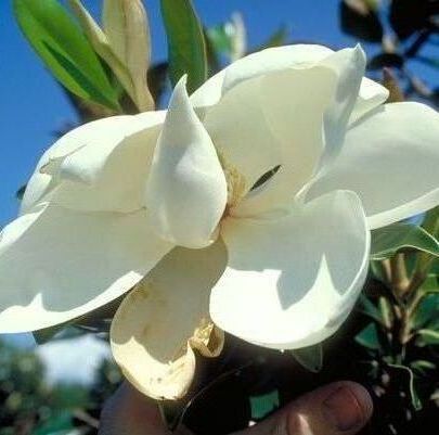 Bracken's Brown Beauty Magnolia Tree