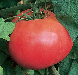 Brandywine Heirloom Tomato Plants for sale in Lebanon PA