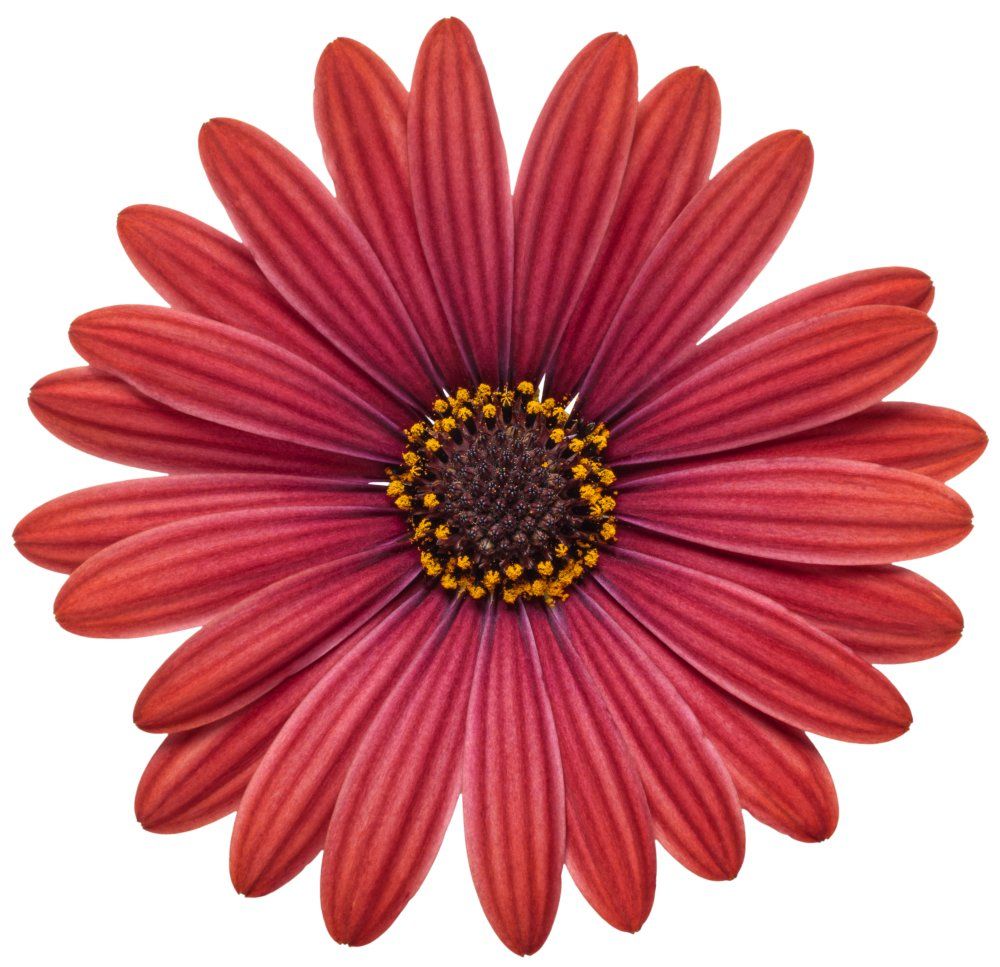 Osteospermum African Daisy Red flowers for sale in Lebanon PA