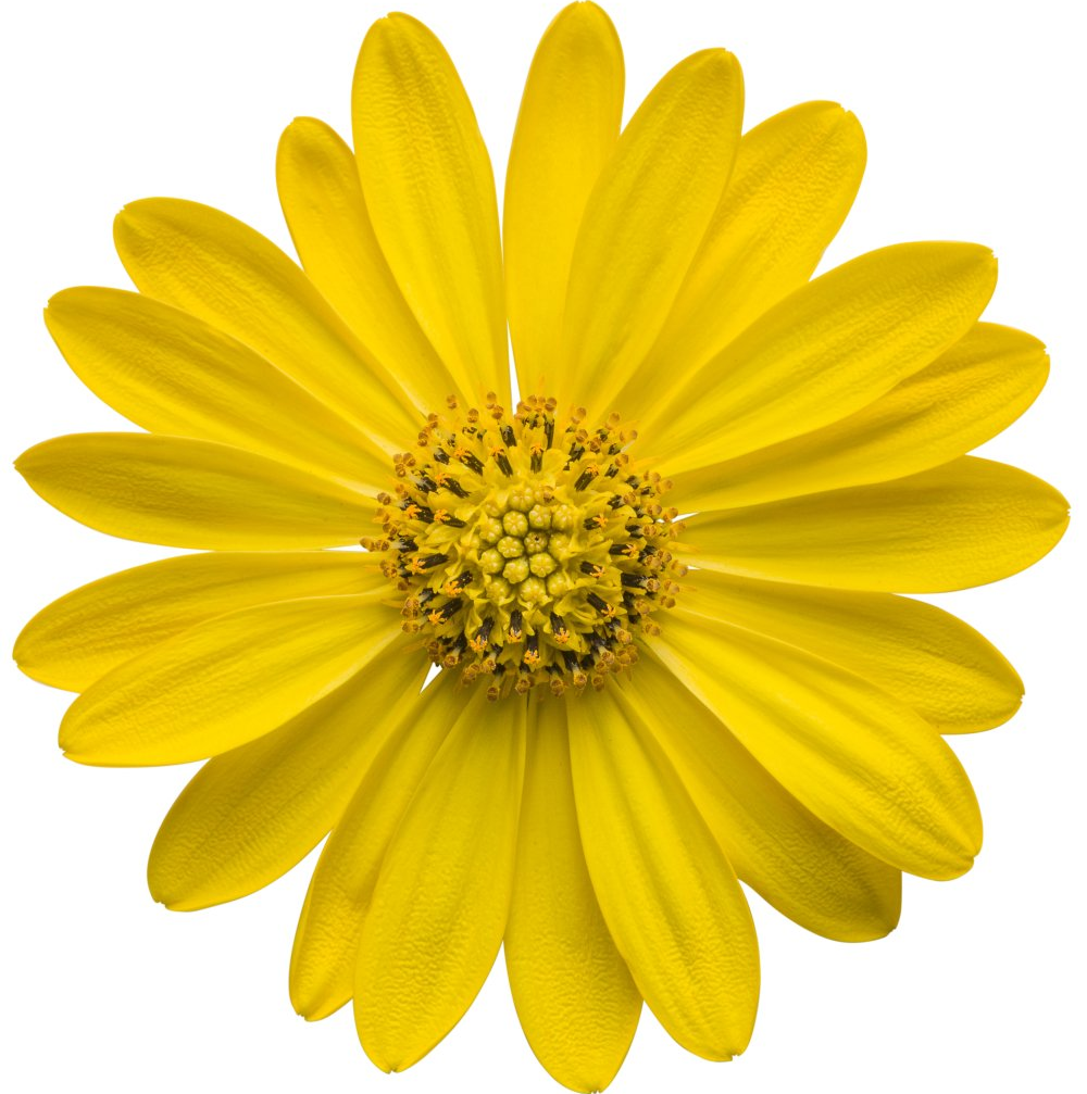Osteospermum African Daisy Yellow flowers for sale in Lebanon PA