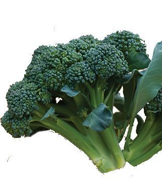 Imperial Broccoli plants for sale in Lebanon PA