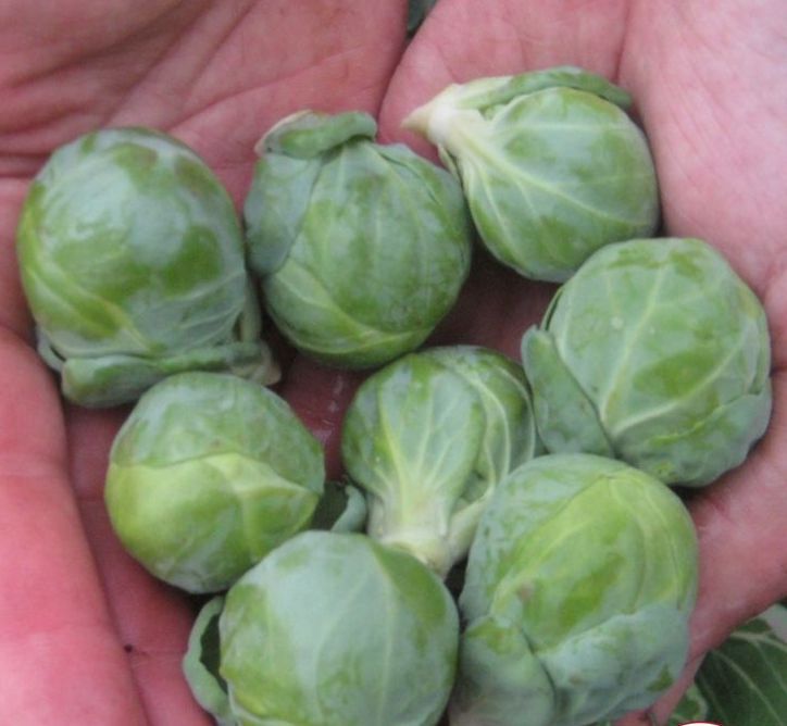 Brussel Sprouts plants  for sale in Lebanon PA