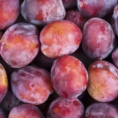 Burbank Plum tree fruit tree for sale in Lebanon