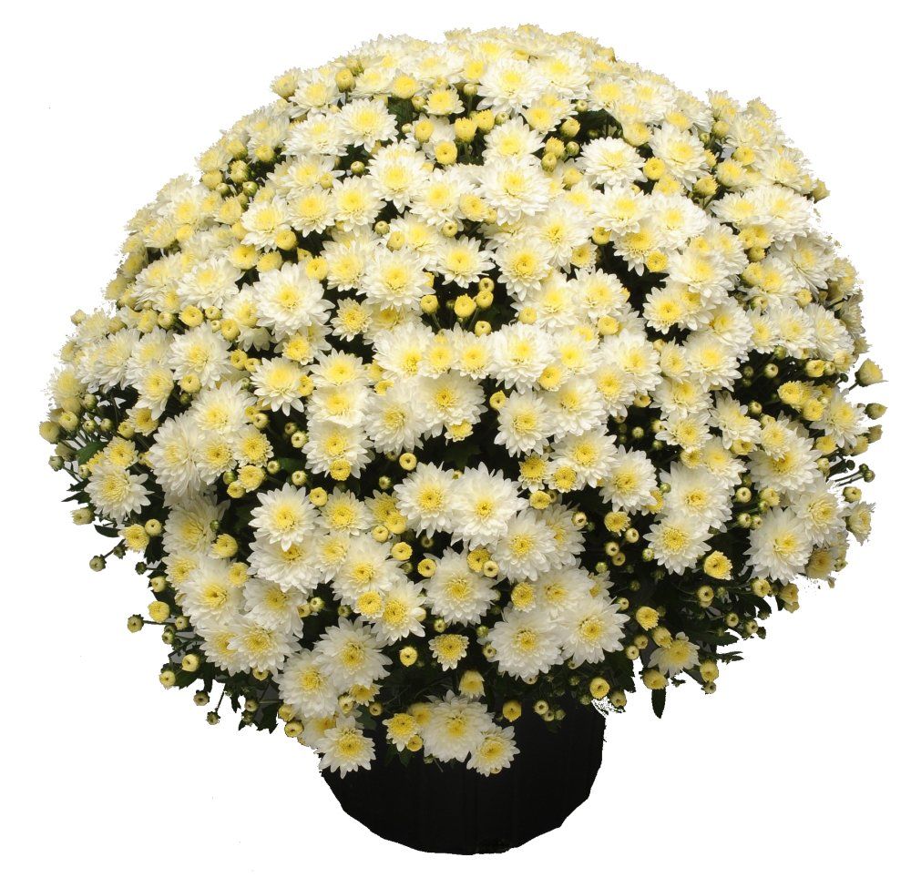 Fall Mum Chrysanthemums butter and creme