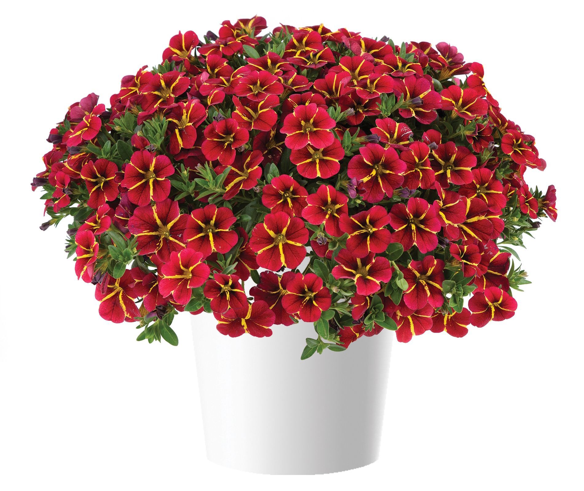 Calibrachoa Red Bling flower for sale in Lebanon PA
