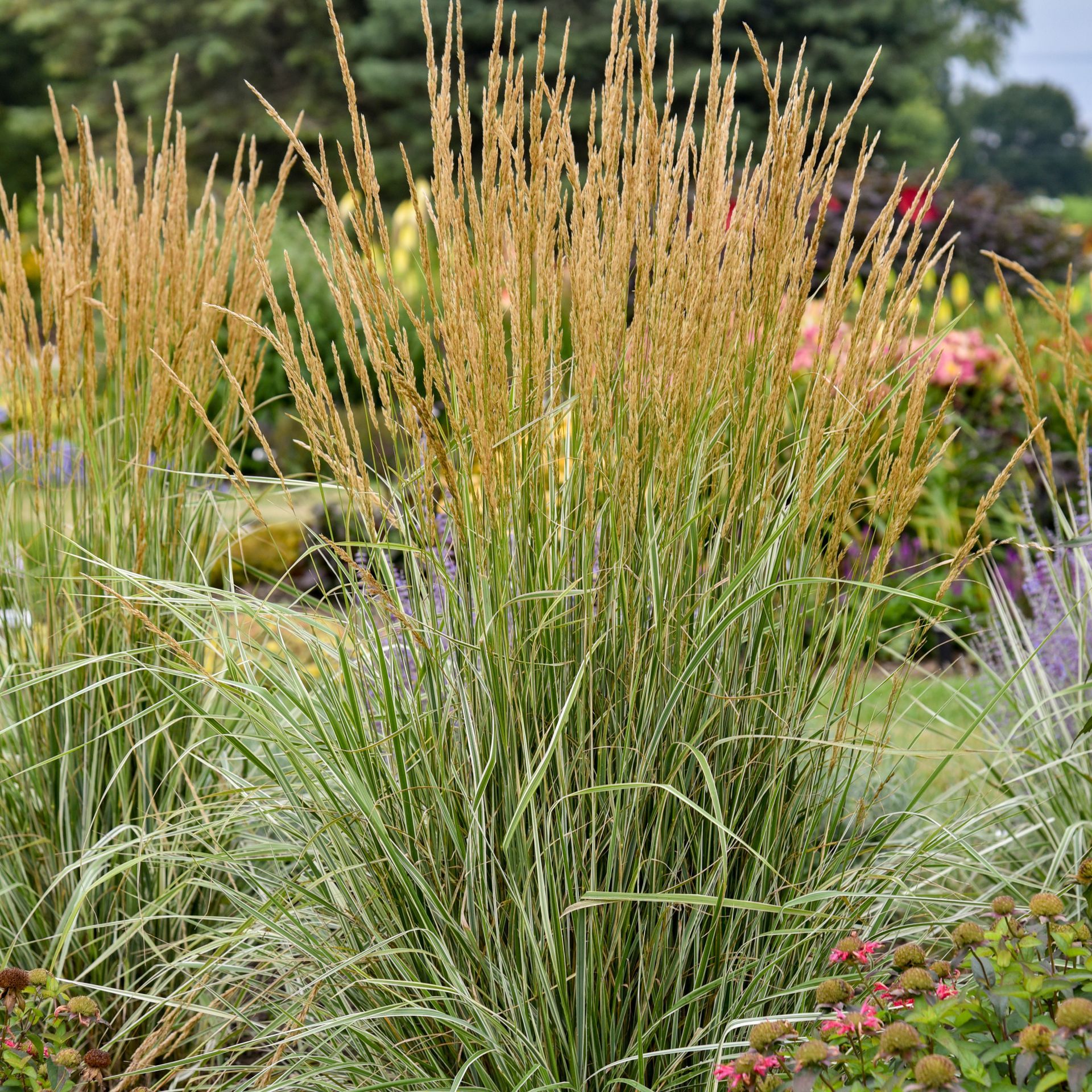 Hello Spring! Reed Grass | Ornamental Grasses | Nolt’s Garden Center