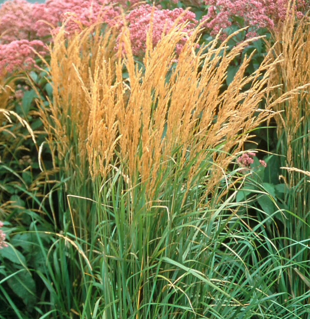Calamagrostis Karl Foerster Reed Grass
