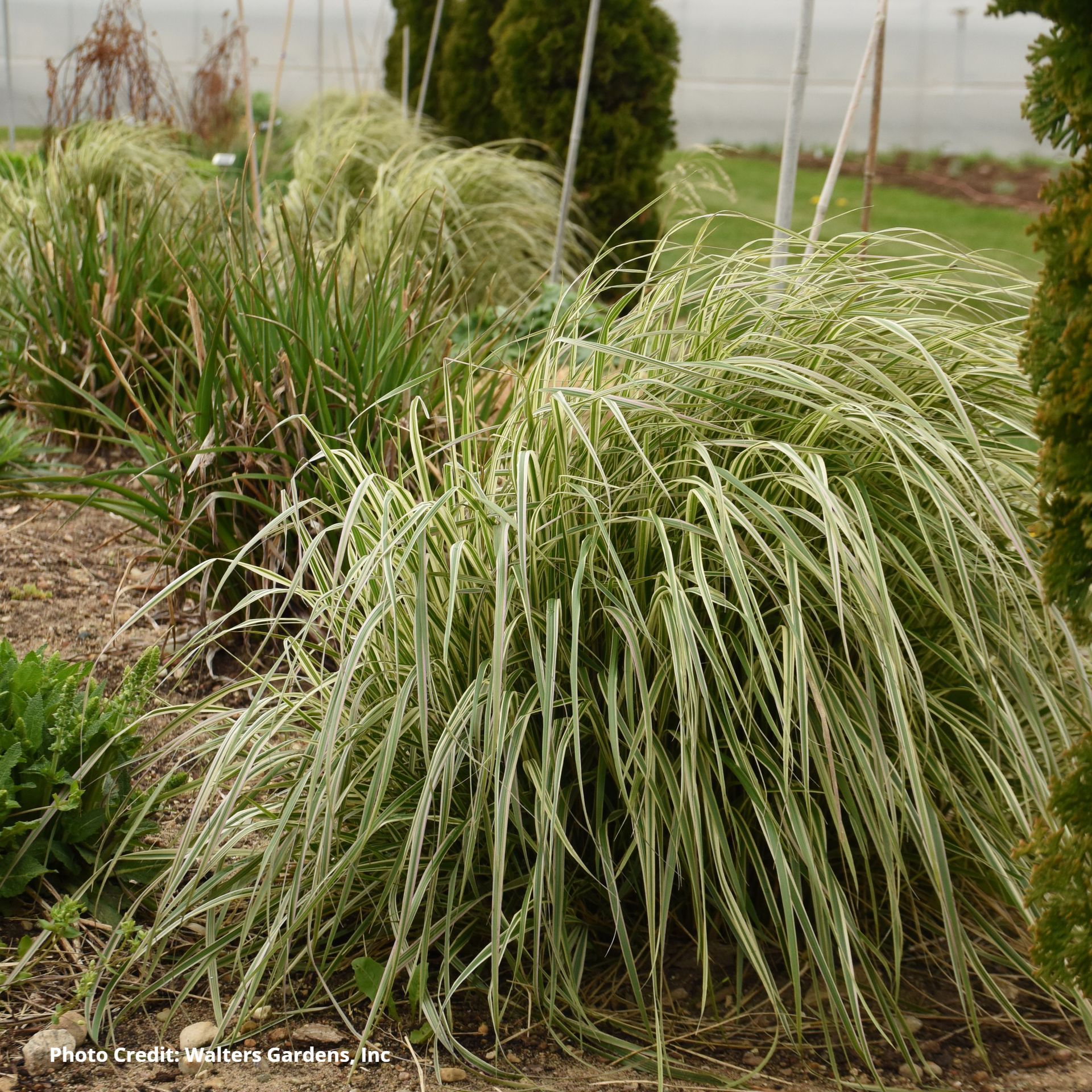Calamagrostis acutiflora Hello Spring Feather Reed Grass for sale in Lebanon