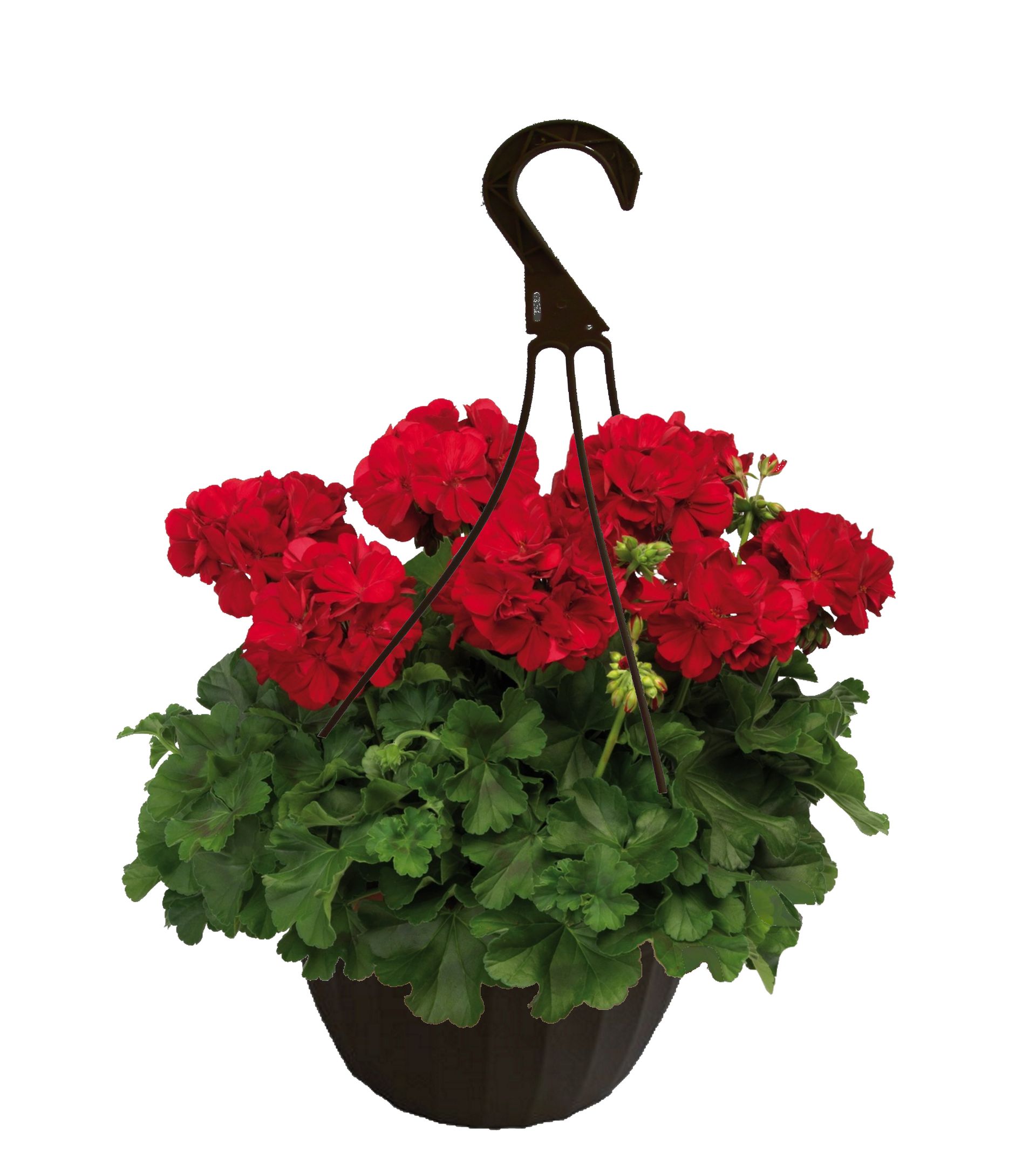 Red Geranium hanging basket flowers for sale in Lebanon PA