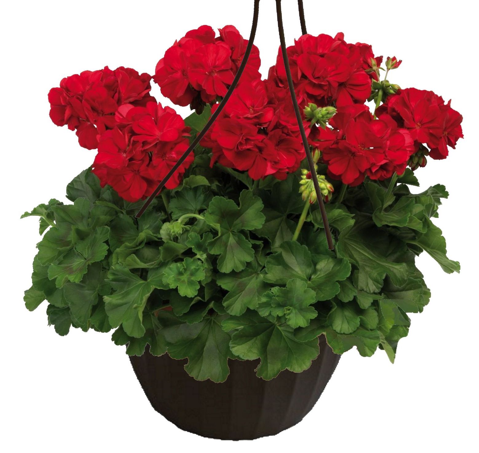 Red Geranium hanging basket flowers for sale in Lebanon PA