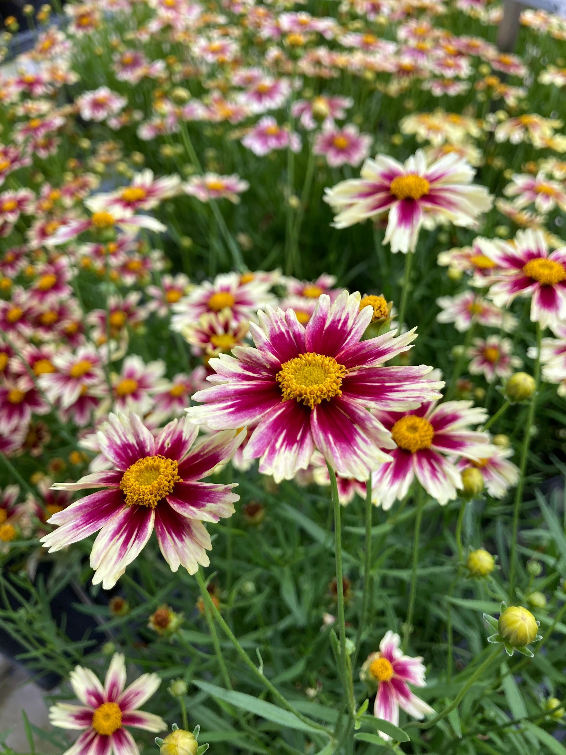 Coreopsis Li