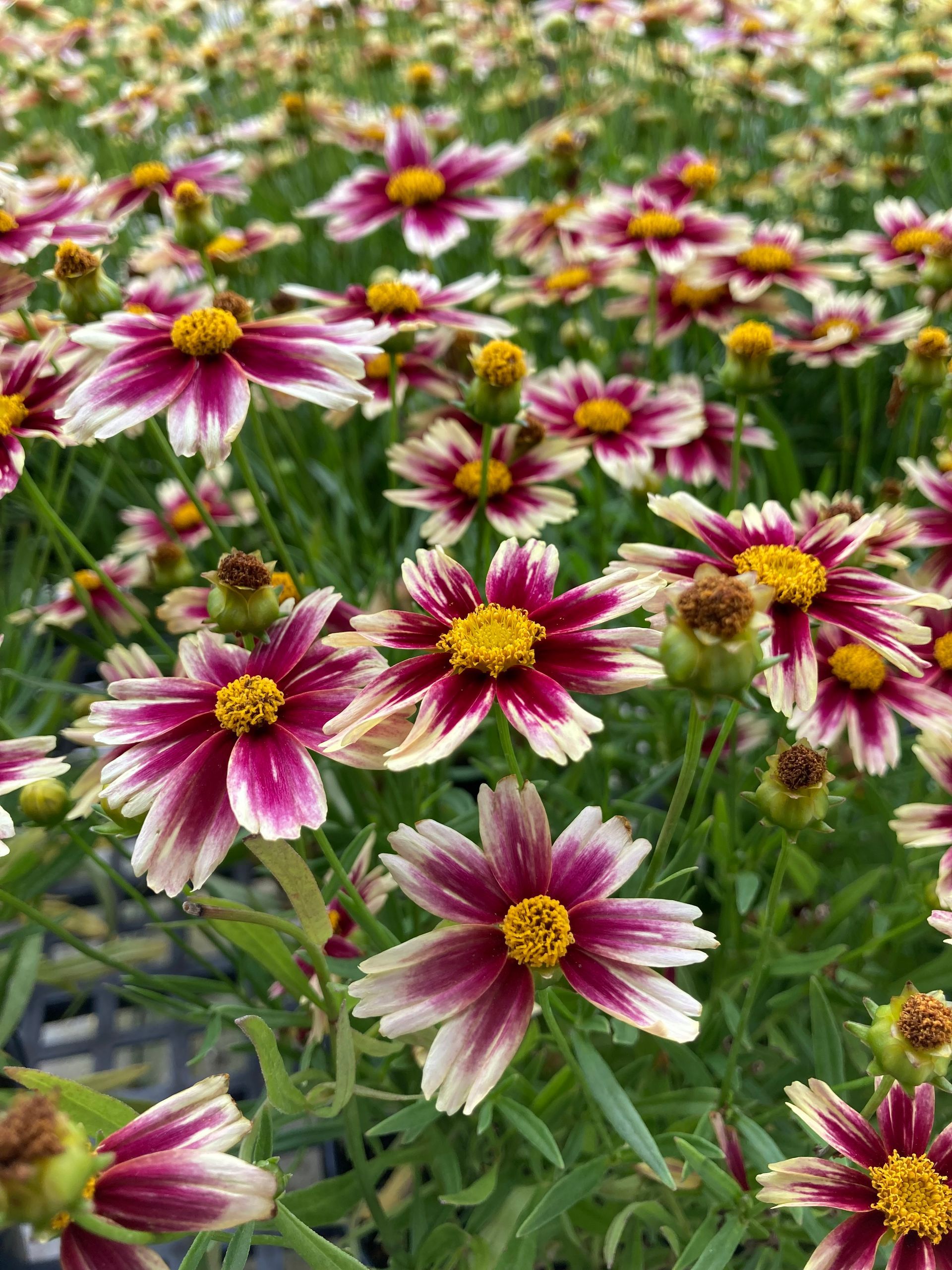 Coreopsis Li