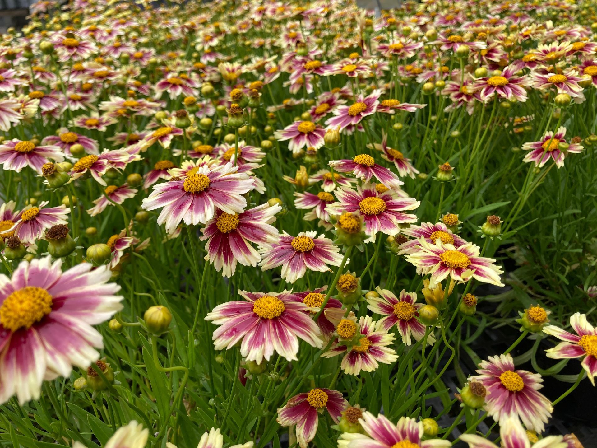 Coreopsis Li