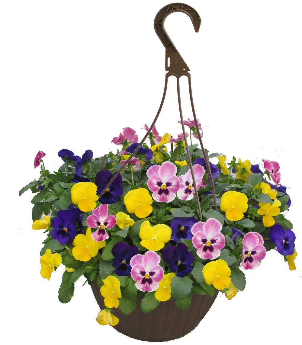Pansy Flowers hanging basket for sale in Lebanon PA