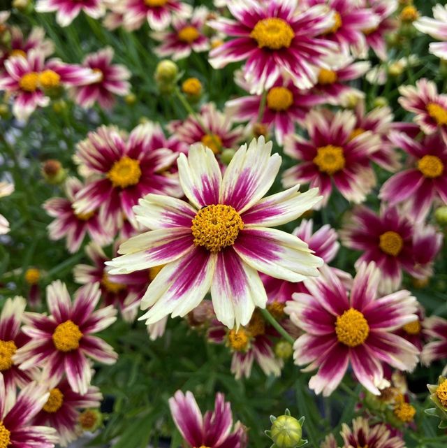 Nolt's Garden Center | Perennials | Tickseed Superstar